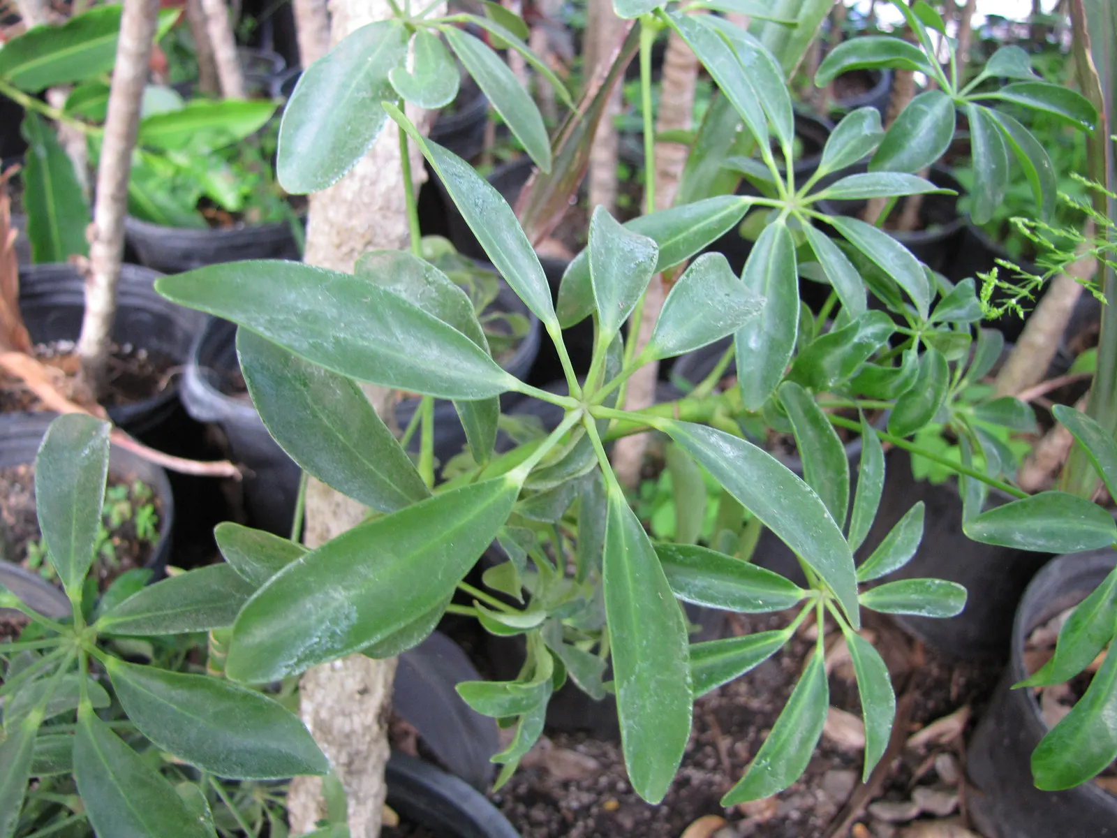 Dwarf Umbrella Plant (Cyperus Alternifolius V. Gracilis) — grass-like leaflets that radiate from the tops of triangular stems; reaching a height of about 18-24