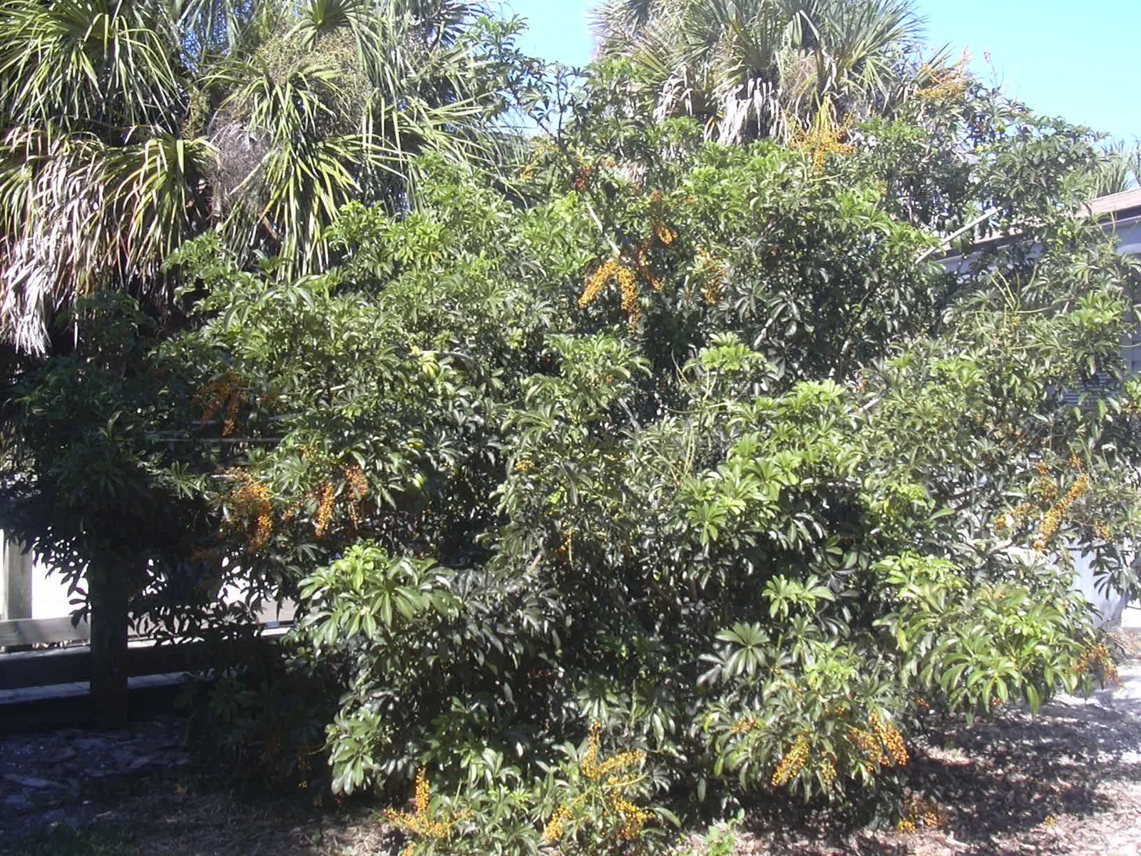 Dwarf Umbrella Plant (Cyperus Alternifolius V. Gracilis) — it's ideal for small water features; the plant presents a textural contrast to, image 58