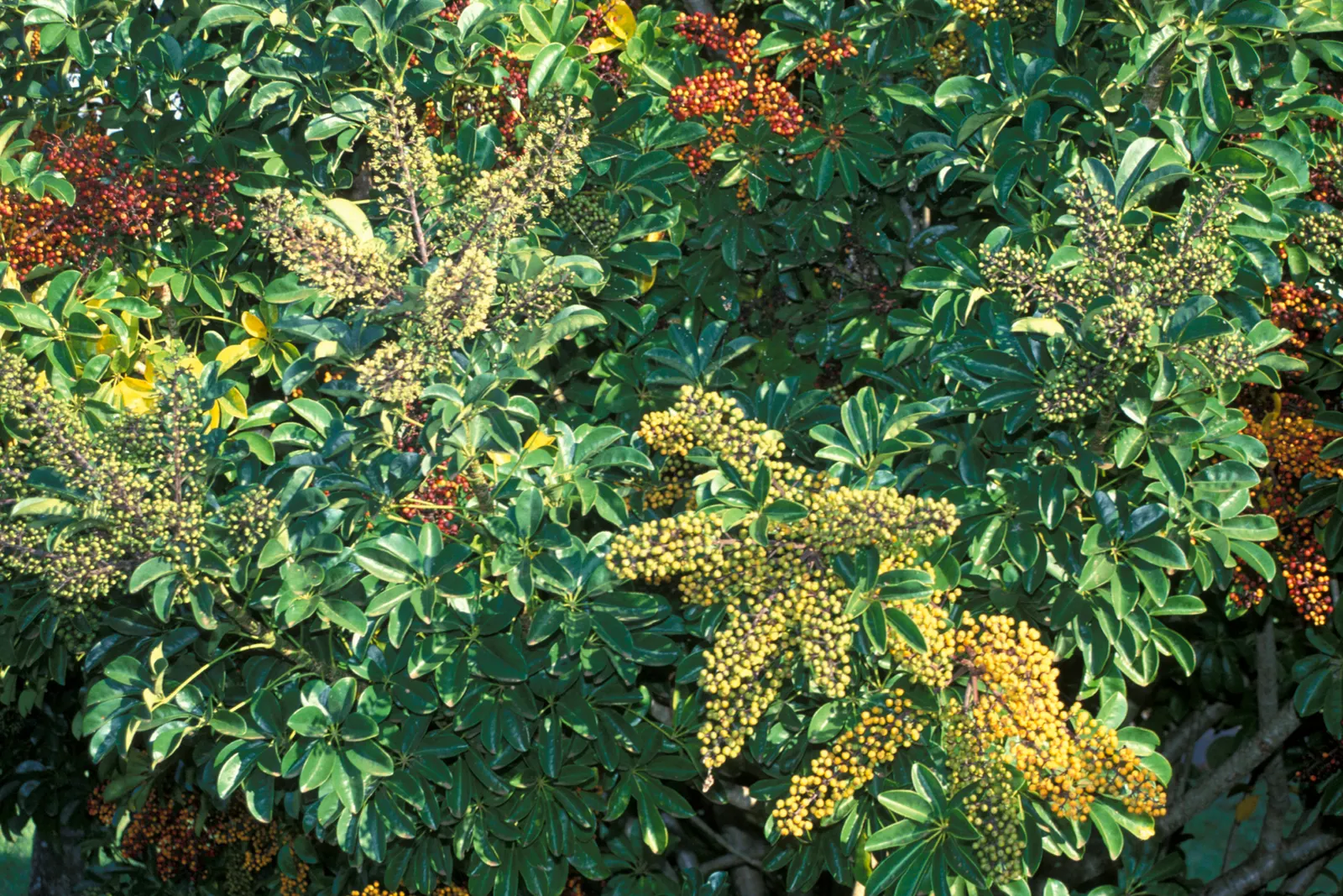 Dwarf Umbrella Plant (Cyperus Alternifolius V. Gracilis) — the plant presents a textural contrast to broad-leaved species and adds an element of, image 65