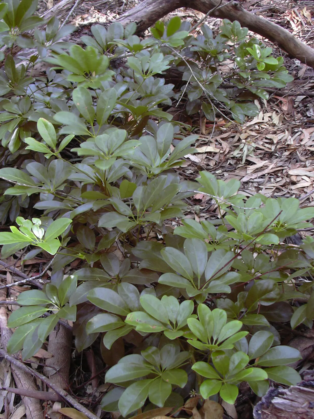 Dwarf Umbrella Plant (Cyperus Alternifolius V. Gracilis) — perennial with green blooms; it can even grow in shallow standing water, image 103