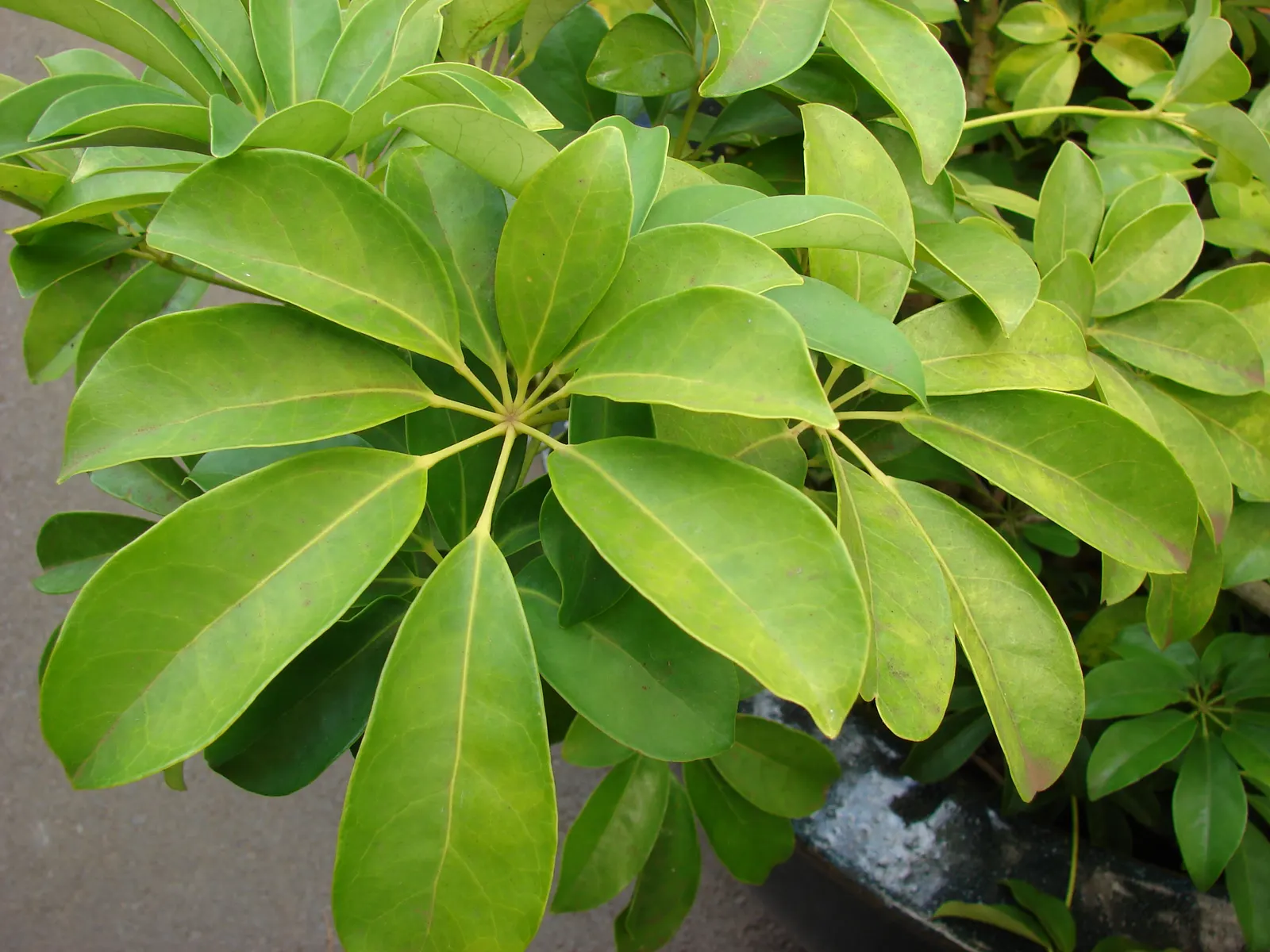 Dwarf Umbrella Plant (Cyperus Alternifolius V. Gracilis) — This compact variety reaches a mature height of approximately 18 to 24 inches