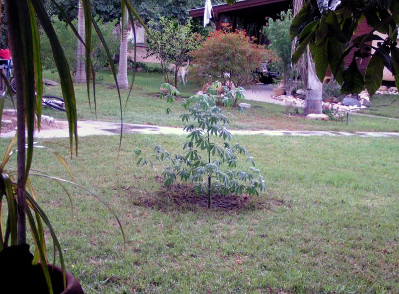 Dwarf Umbrella Plant (Cyperus Alternifolius V. Gracilis) — making it suitable for water gardens or boggy areas.<br><br>When advising clients, image 95