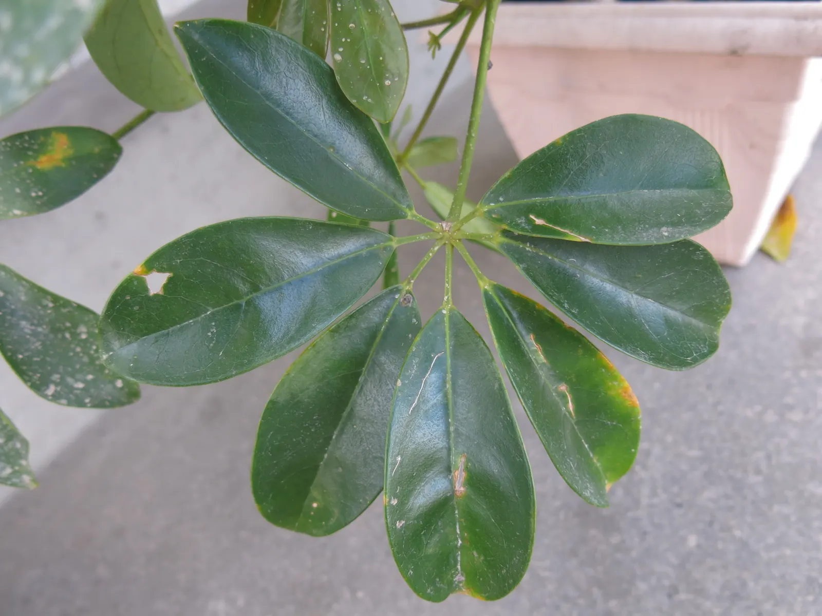 Dwarf Umbrella Plant (Cyperus Alternifolius V. Gracilis) — The Dwarf Umbrella Plant thrives in USDA hardiness zones 9 -11, preferring full sun to partial shade