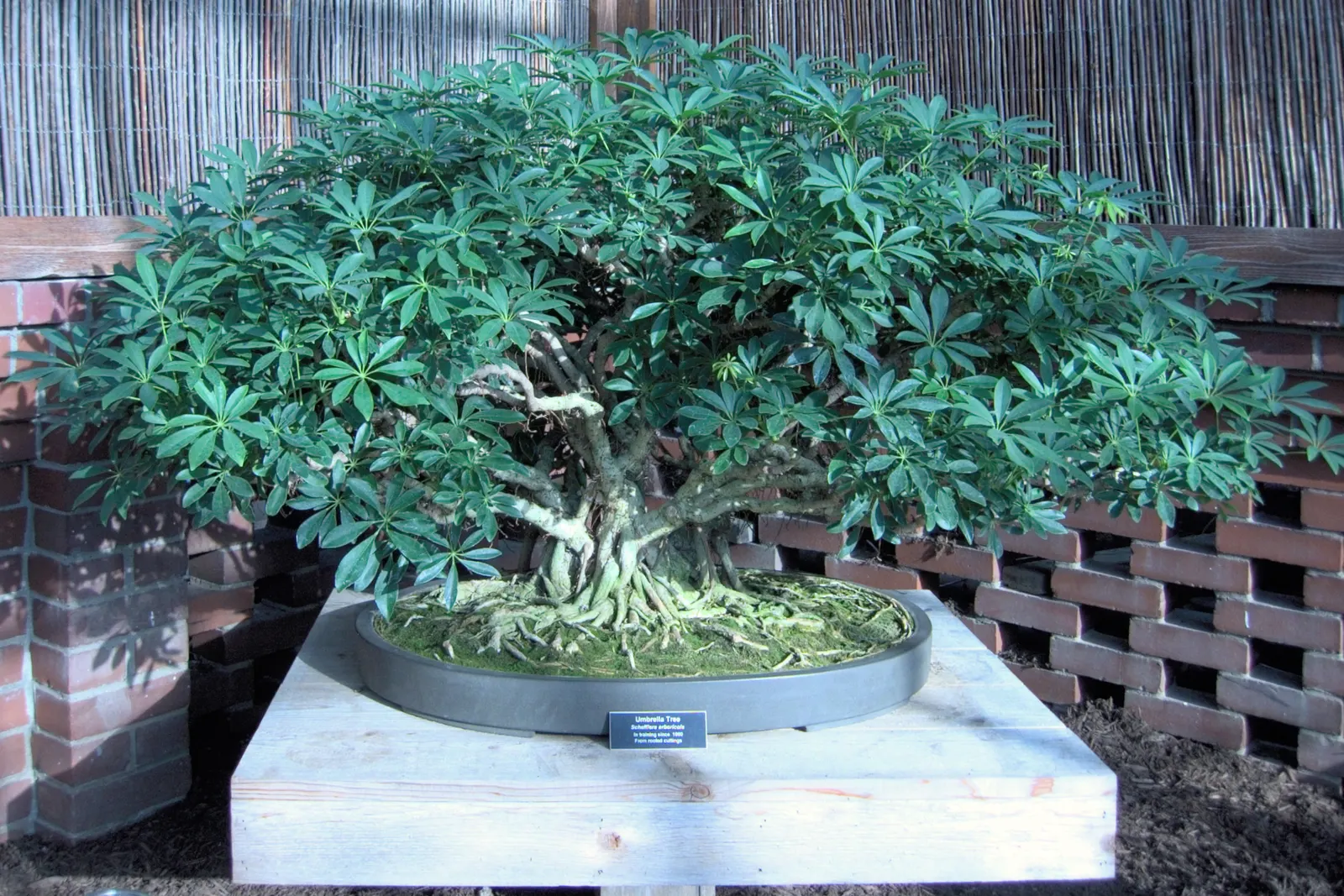 Dwarf Umbrella Plant (Cyperus Alternifolius V. Gracilis) — this variety won't overpower neighboring plants