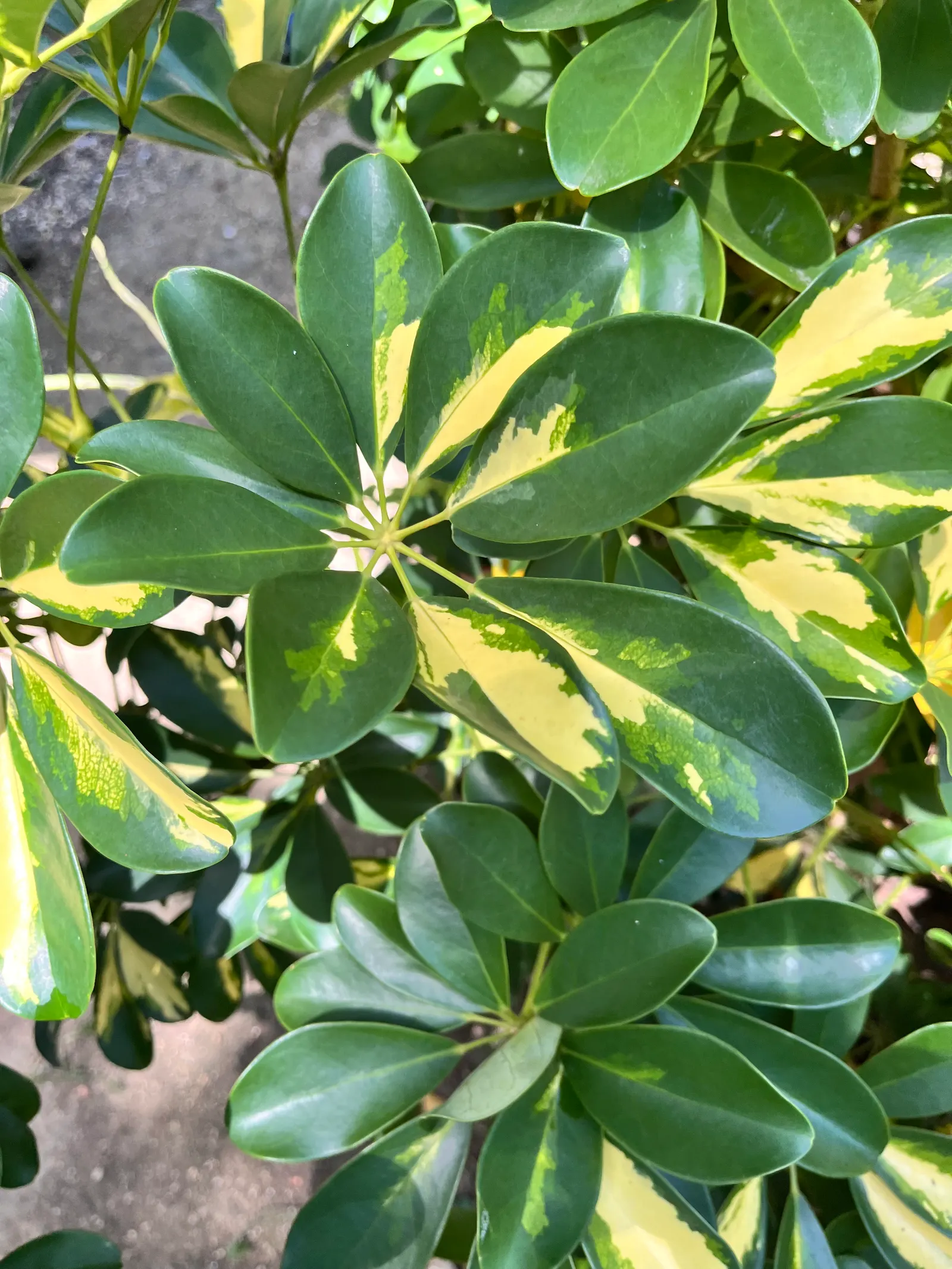 Dwarf Umbrella Plant (Cyperus Alternifolius V. Gracilis) — The Dwarf Umbrella Plant, Cyperus alternifolius var; cyperus alternifolius 'Gracilis', image 86