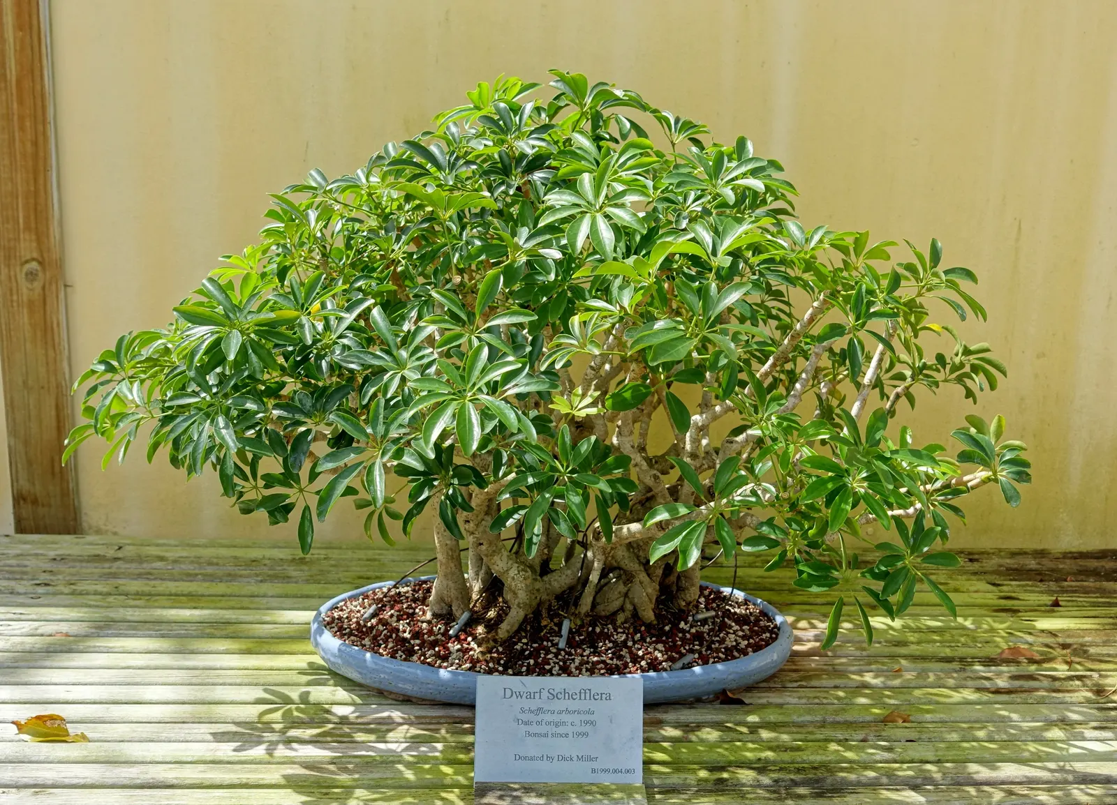 Dwarf Umbrella Plant (Cyperus Alternifolius V. Gracilis) — is a petite ornamental grass; this compact variety reaches a mature height of approximately 18 to 24
