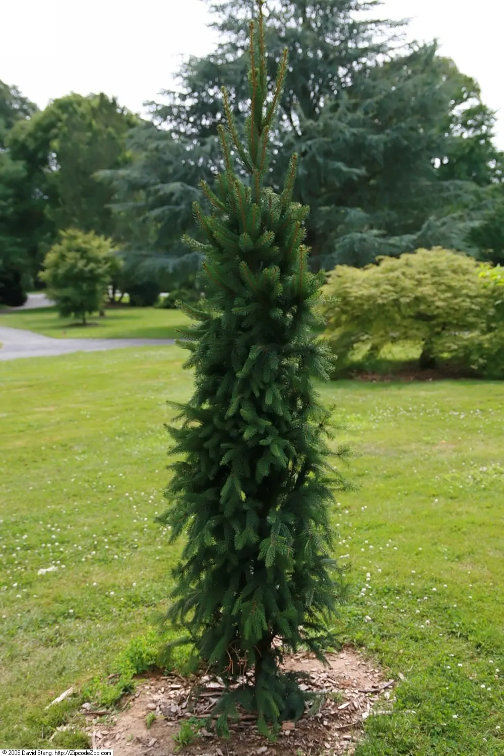 Cupressina Norway Spruce (Picea Abies 'Cupressina') — The Cupressina Norway Spruce (Picea abies 'Cupressina') is a tall