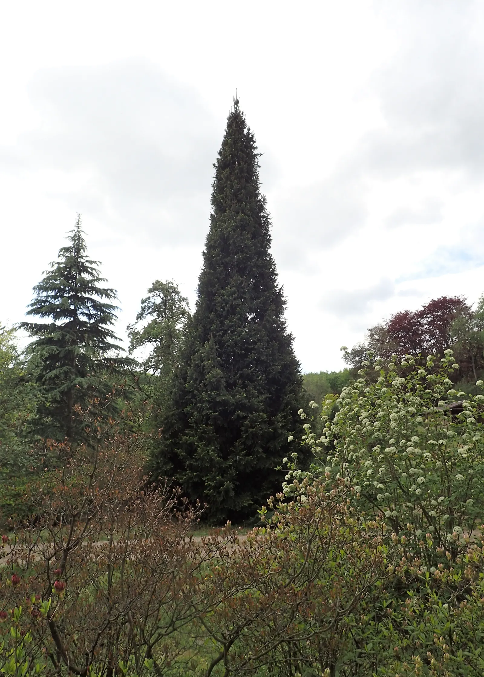 Cupressina Norway Spruce (Picea Abies 'Cupressina') — perfect for creating vertical accents in landscape designs