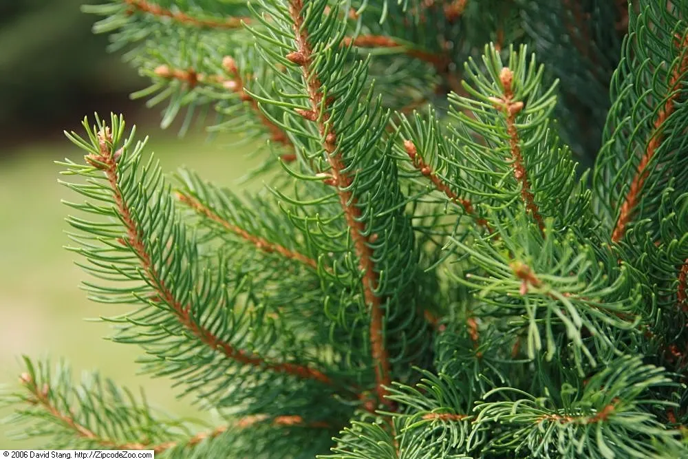 Cupressina Norway Spruce (Picea Abies 'Cupressina') — It reaches up to 30 feet in height and 5-6 feet in width, with dense, dark green needles