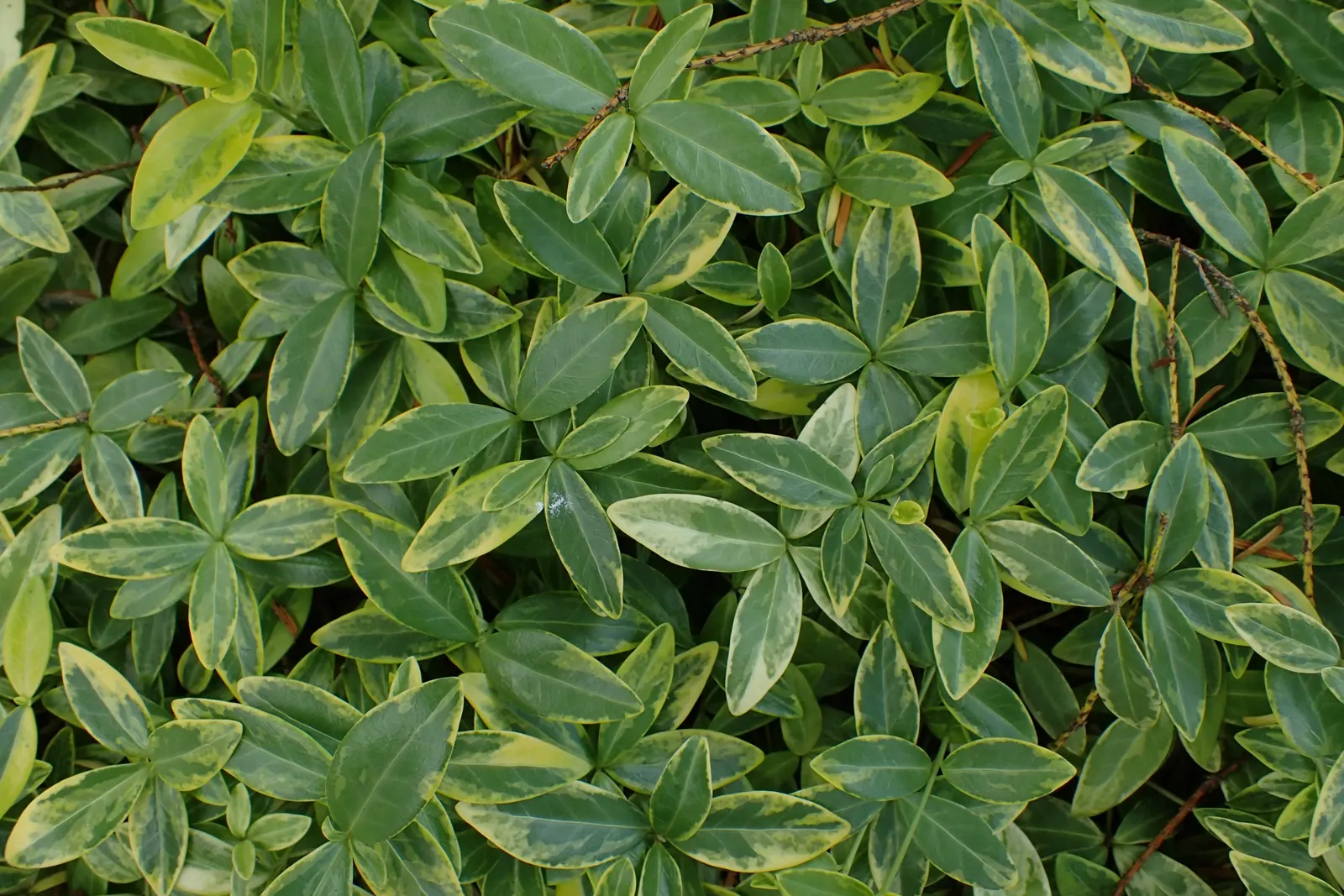 Dwarf Vinca Or Periwinkle (Vinca Minor) — When designing your garden