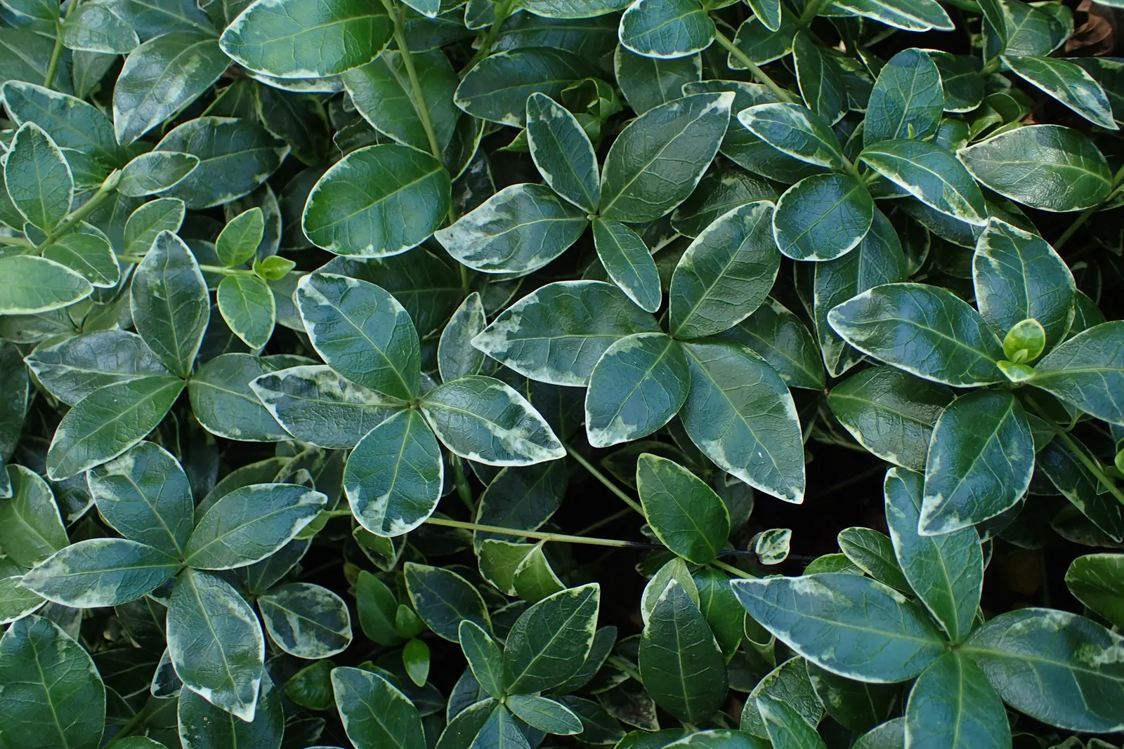 Dwarf Vinca Or Periwinkle (Vinca Minor) — though regular watering during prolonged dry spells will keep it looking its best; ideal for erosion control, it also