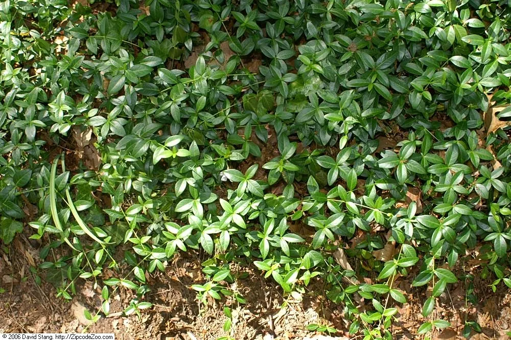 Dwarf Vinca Or Periwinkle (Vinca Minor) — or providing an understory carpet in woodland settings; vinca minor prefers well-drained soil with an acidic to