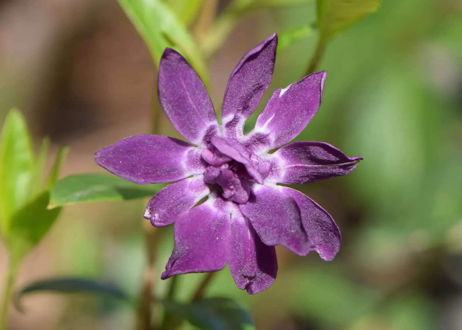 Dwarf Vinca Or Periwinkle (Vinca Minor) — controlling soil erosion on slopes, image 38