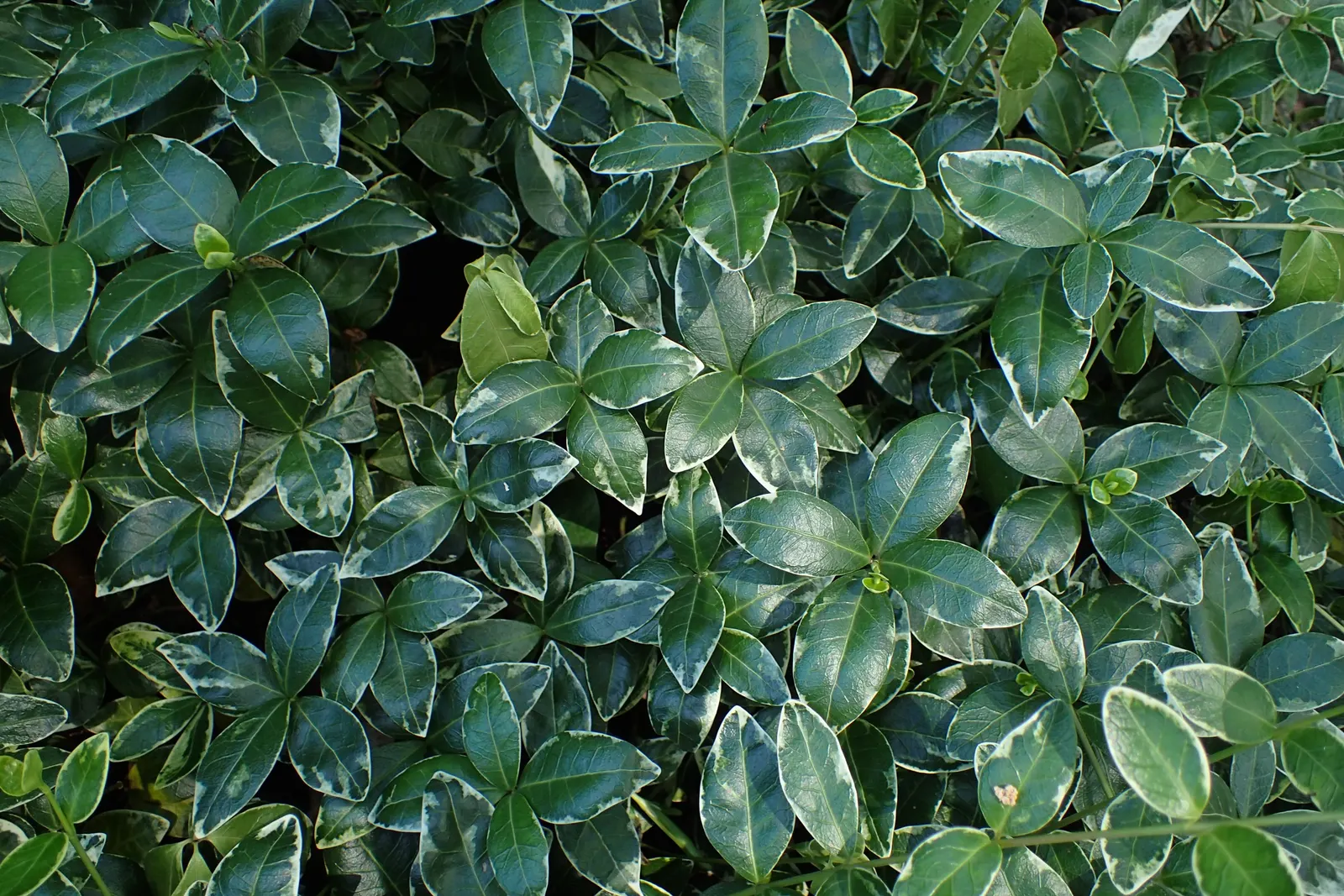 Dwarf Vinca Or Periwinkle (Vinca Minor) — Its dense growth habit and quick spreading nature