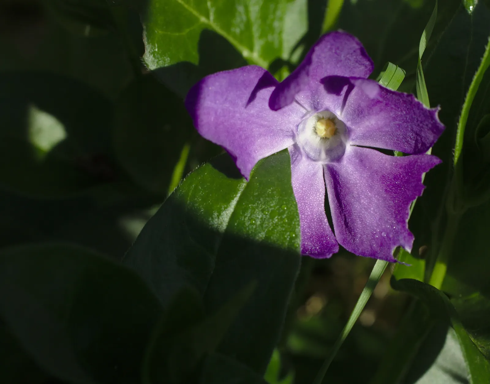 Dwarf Vinca Or Periwinkle (Vinca Minor) — This low-maintenance plant thrives in USDA Hardiness Zones 4 through 9