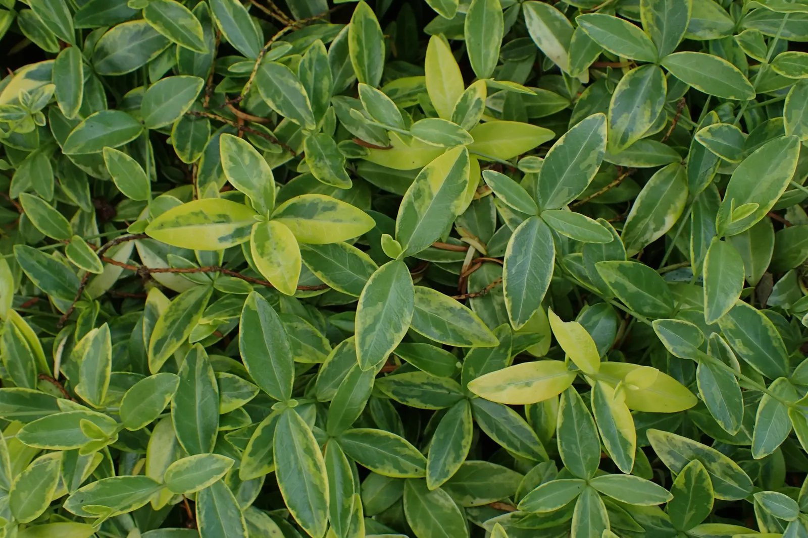 Dwarf Vinca Or Periwinkle (Vinca Minor) — Ideal for erosion control, it also resists deer and is drought-tolerant once established; evergreen groundcover that