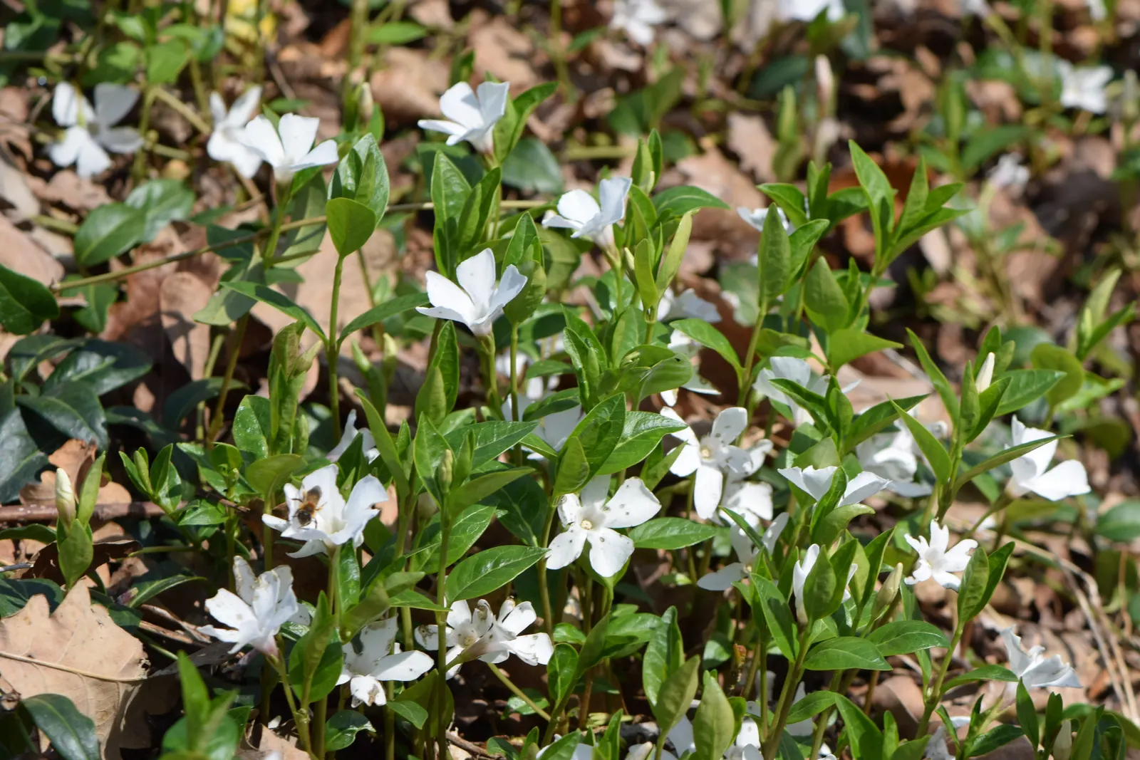 Dwarf Vinca Or Periwinkle (Vinca Minor) — with a spread of up to 18 inches