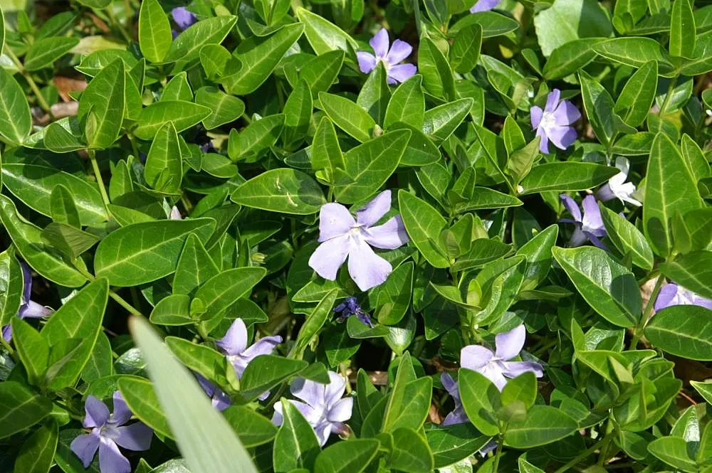 Dwarf Vinca Or Periwinkle (Vinca Minor) — Periodic trimming can control its spread and encourage a flush of new growth; though regular watering during