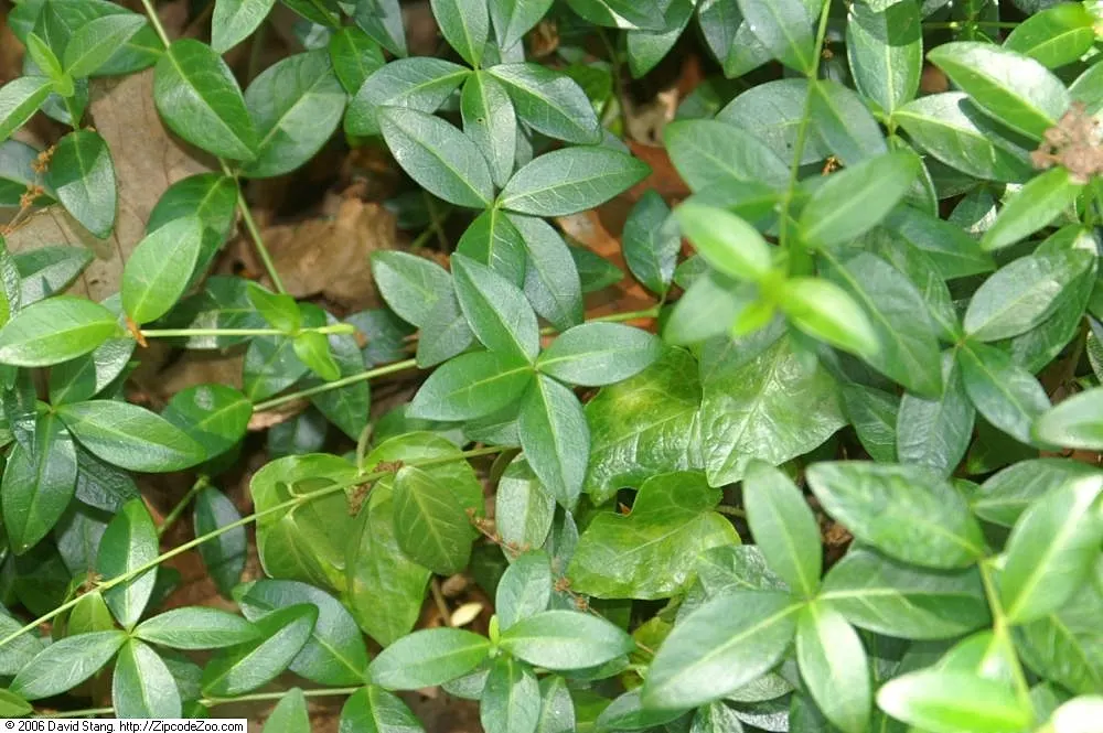 Dwarf Vinca Or Periwinkle (Vinca Minor) — with a spread of up to 18 inches; ground cover with blue blooms