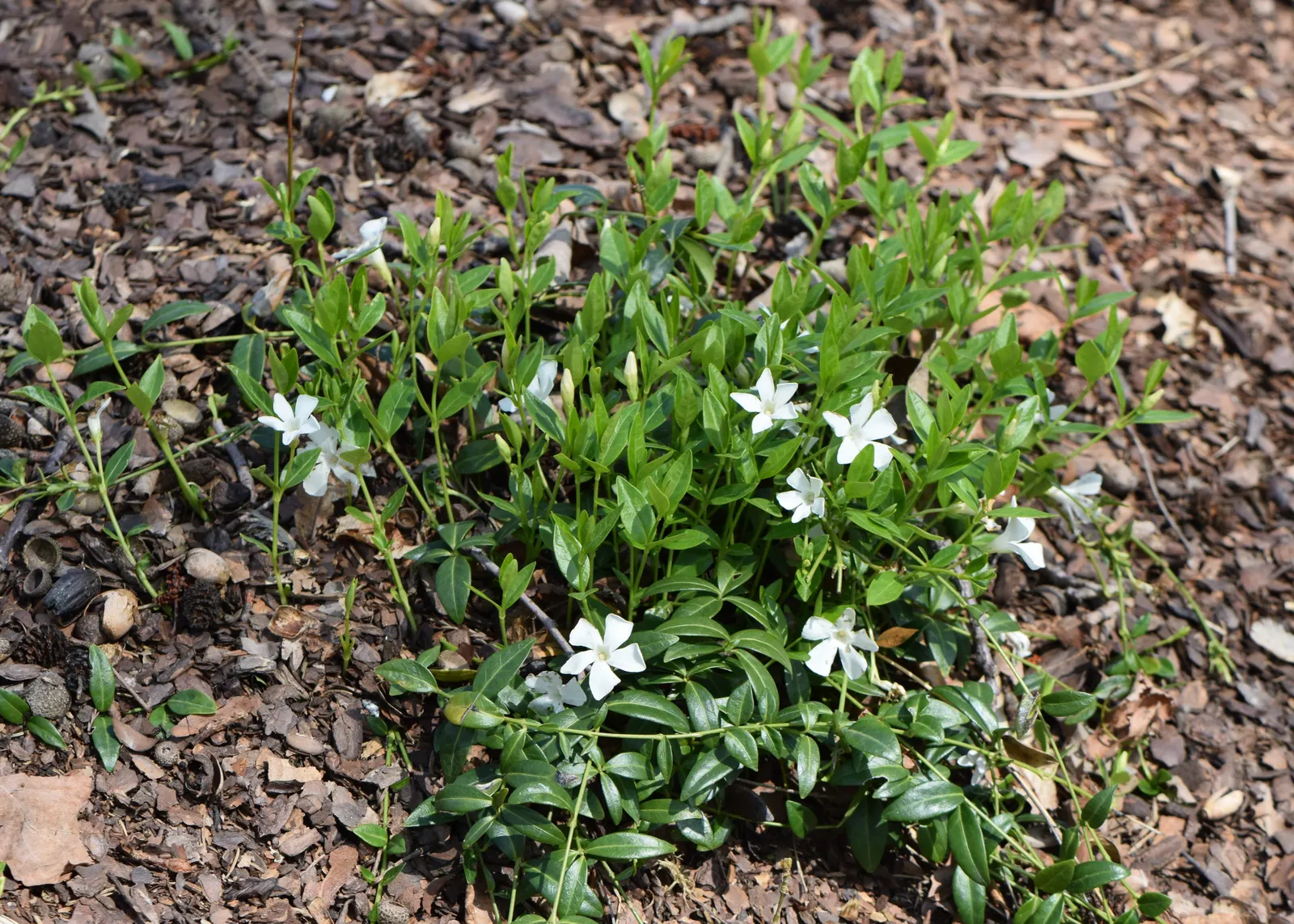 Dwarf Vinca Or Periwinkle (Vinca Minor) — making it suitable for a variety of climate conditions.<br><br>Reaching only 3 to 6 inches in height; providing a
