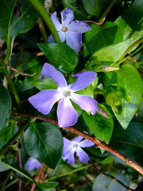 Dwarf Vinca Or Periwinkle (Vinca Minor) — ground cover with blue blooms