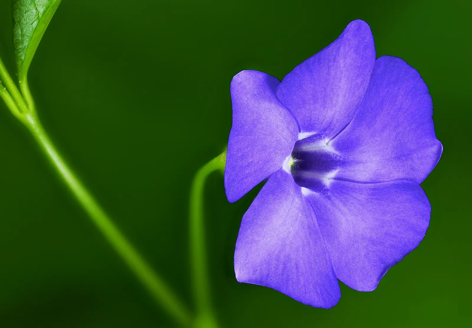 Dwarf Vinca Or Periwinkle (Vinca Minor) — evergreen groundcover that can add a touch of serenity to any garden with its glossy; periodic trimming can control