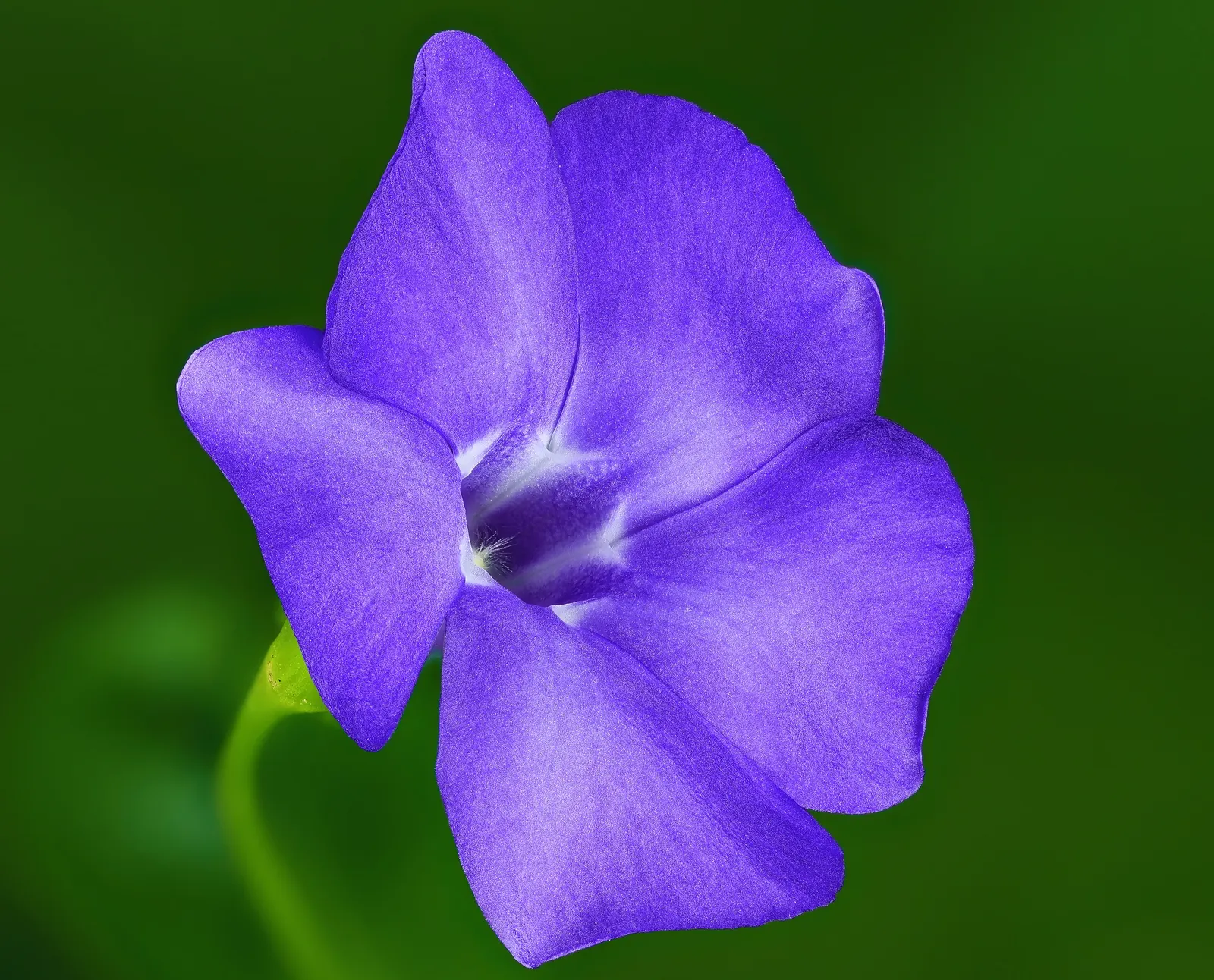 Dwarf Vinca Or Periwinkle (Vinca Minor) — It matures to a height of 4-6 inches, with a spread of 18-24 inches