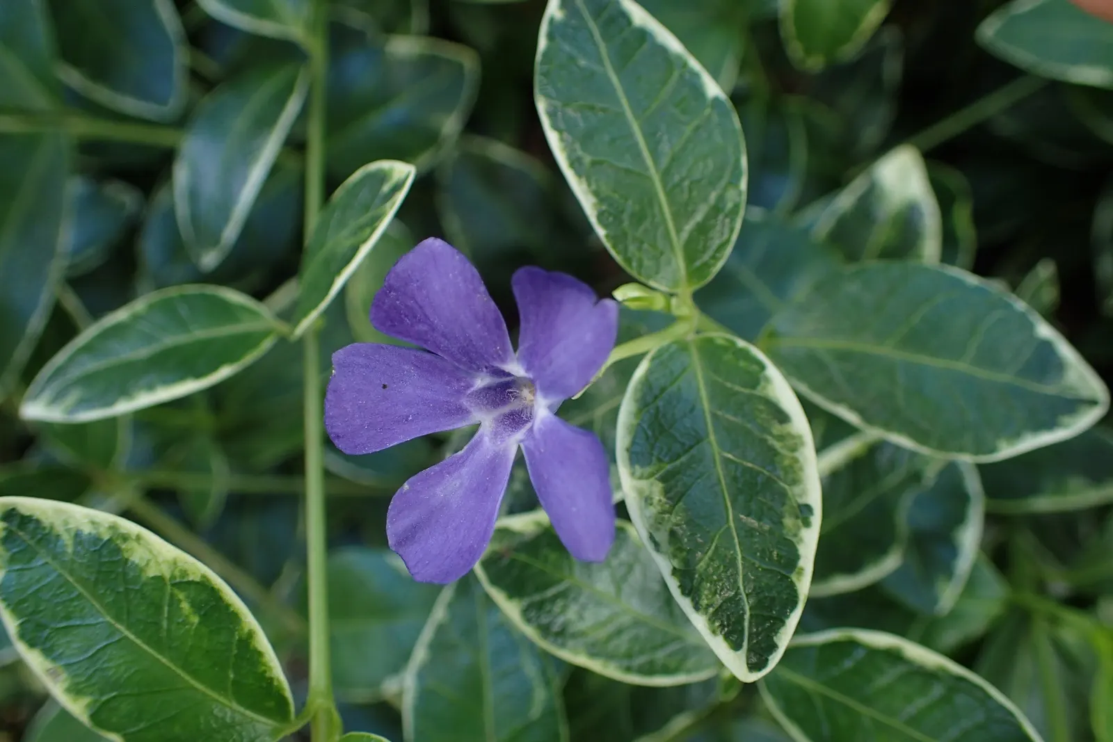 Dwarf Vinca Or Periwinkle (Vinca Minor) — providing a practical as well as an aesthetic advantage.<br><br>It performs best in partial to full shade; thanks to