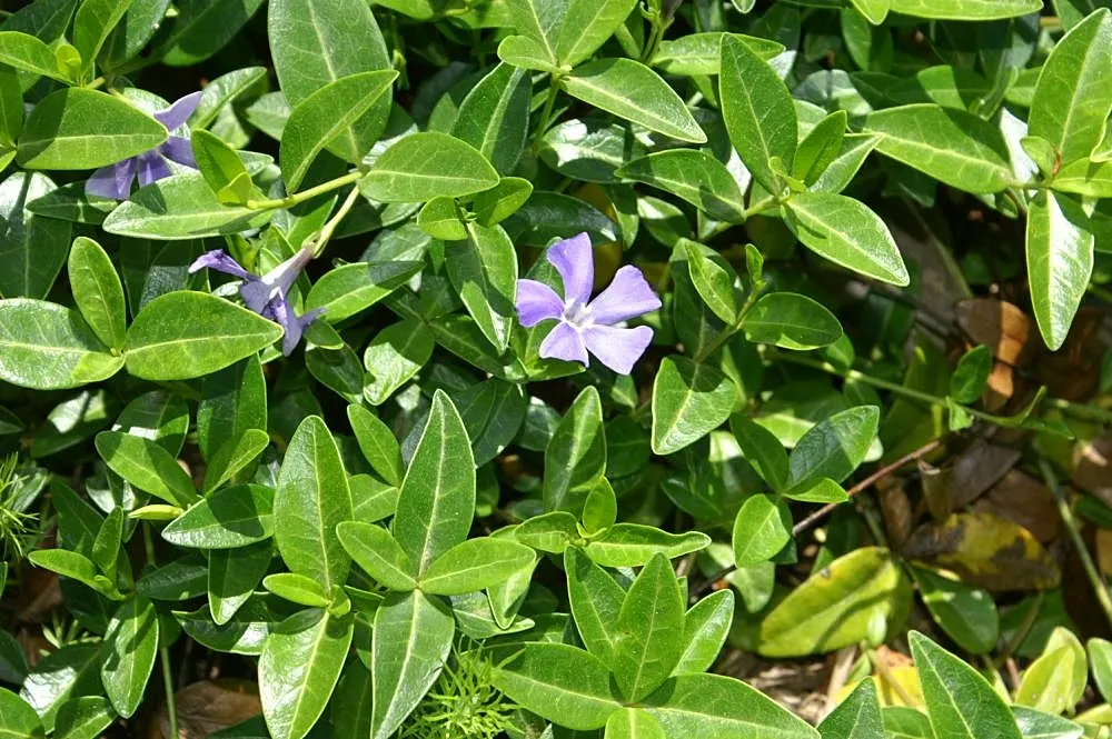 Dwarf Vinca Or Periwinkle (Vinca Minor) — it's quite drought-tolerant; blue flowers in the garden