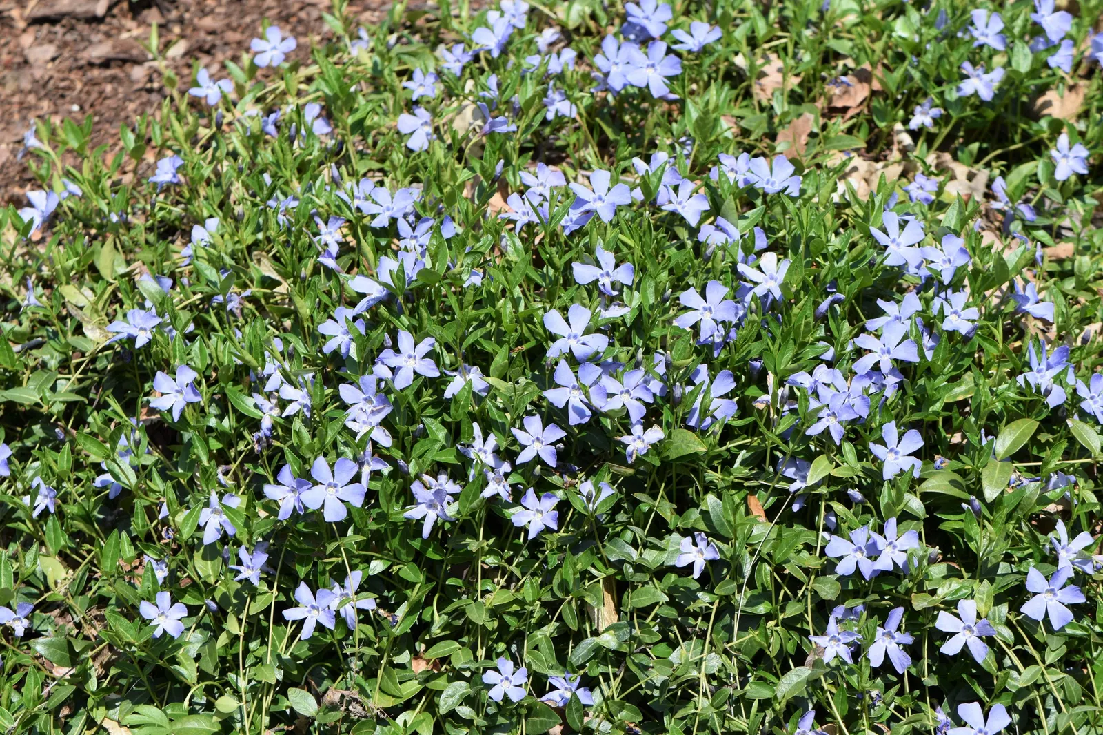 Dwarf Vinca Or Periwinkle (Vinca Minor) — though regular watering during prolonged dry spells will keep it looking its best