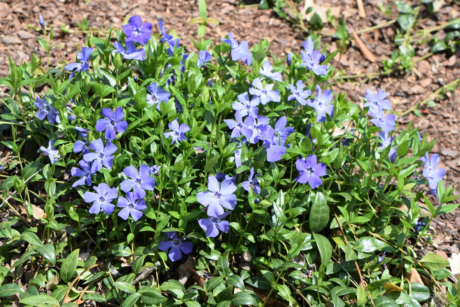 Dwarf Vinca Or Periwinkle (Vinca Minor) — Vinca minor, commonly called Dwarf Periwinkle, is a low-growing evergreen ground cover; thriving in zones 4 to 8, it