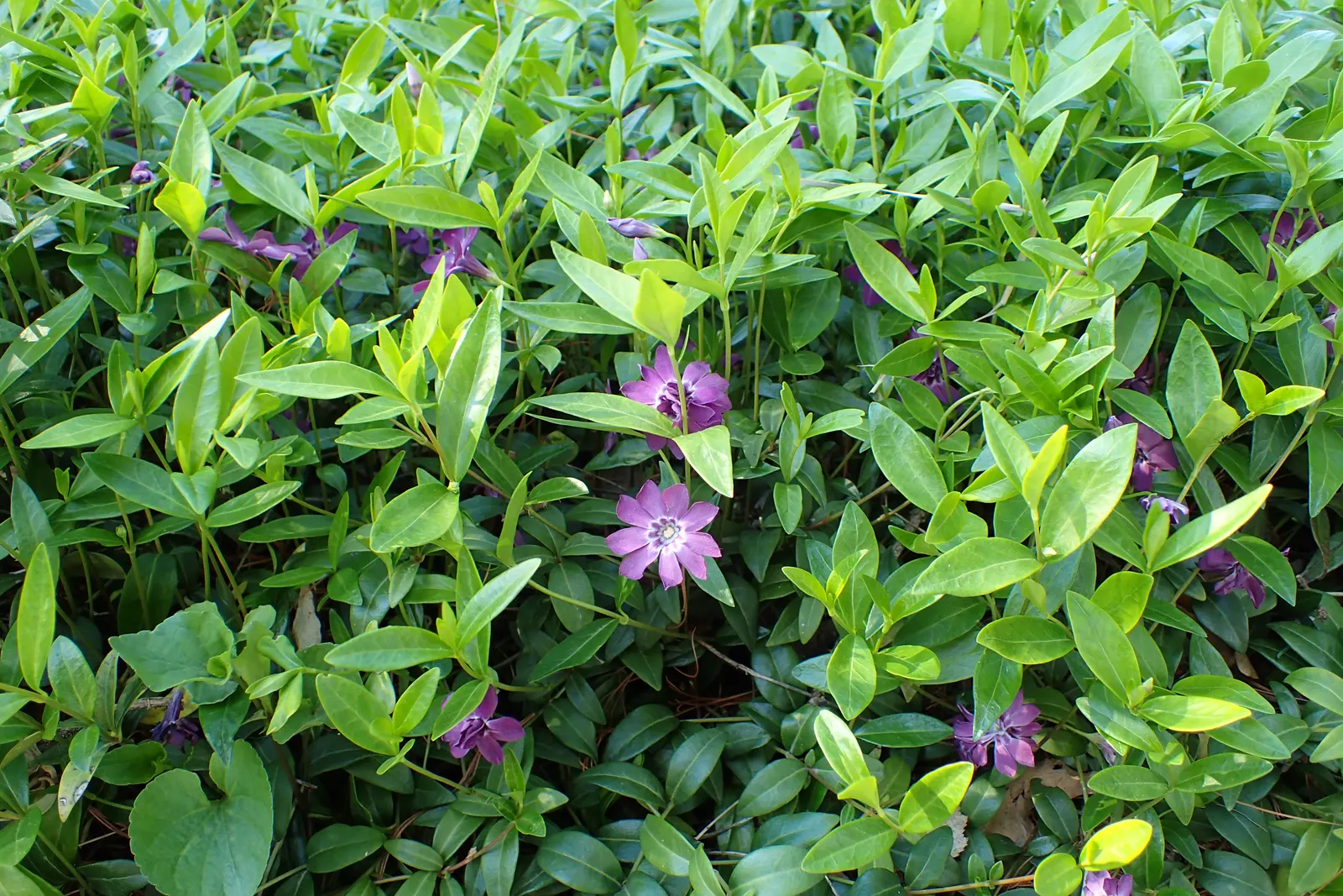 Dwarf Vinca Or Periwinkle (Vinca Minor) — thanks to its long trailing stems that root at the nodes