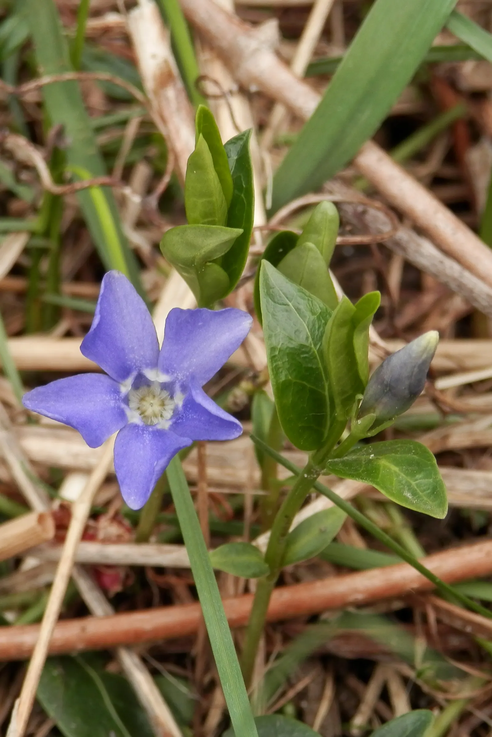 Dwarf Vinca Or Periwinkle (Vinca Minor) — Vinca minor, commonly called Dwarf Periwinkle, is a low-growing evergreen ground cover