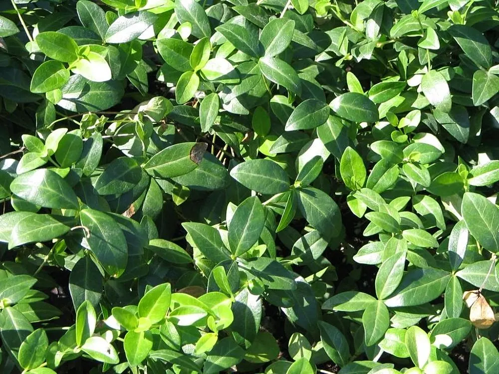 Dwarf Vinca Or Periwinkle (Vinca Minor) — This low-maintenance plant thrives in USDA Hardiness Zones 4 through 9; making it suitable for a variety of climate