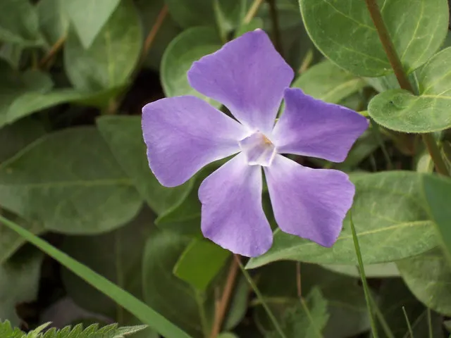 Dwarf Vinca Or Periwinkle (Vinca Minor) — Its glossy, dark green leaves provide a stunning backdrop for prolific spring blooms of lavender-blue flowers; it's