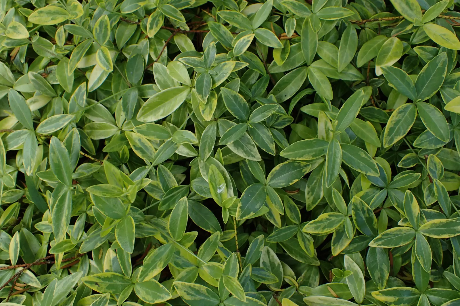 Dwarf Vinca Or Periwinkle (Vinca Minor) — controlling soil erosion on slopes