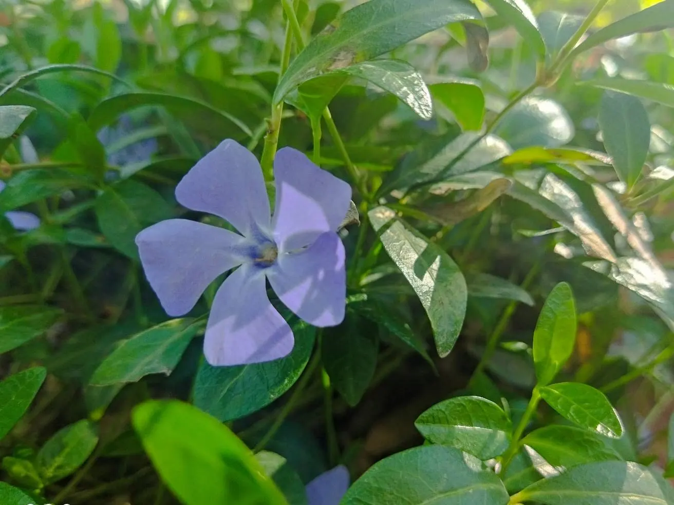 Dwarf Vinca Or Periwinkle (Vinca Minor) — ground cover for deep shade or half or shade