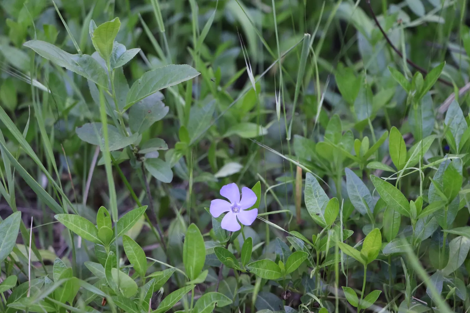 Dwarf Vinca Or Periwinkle (Vinca Minor) — providing a practical as well as an aesthetic advantage.<br><br>It performs best in partial to full shade