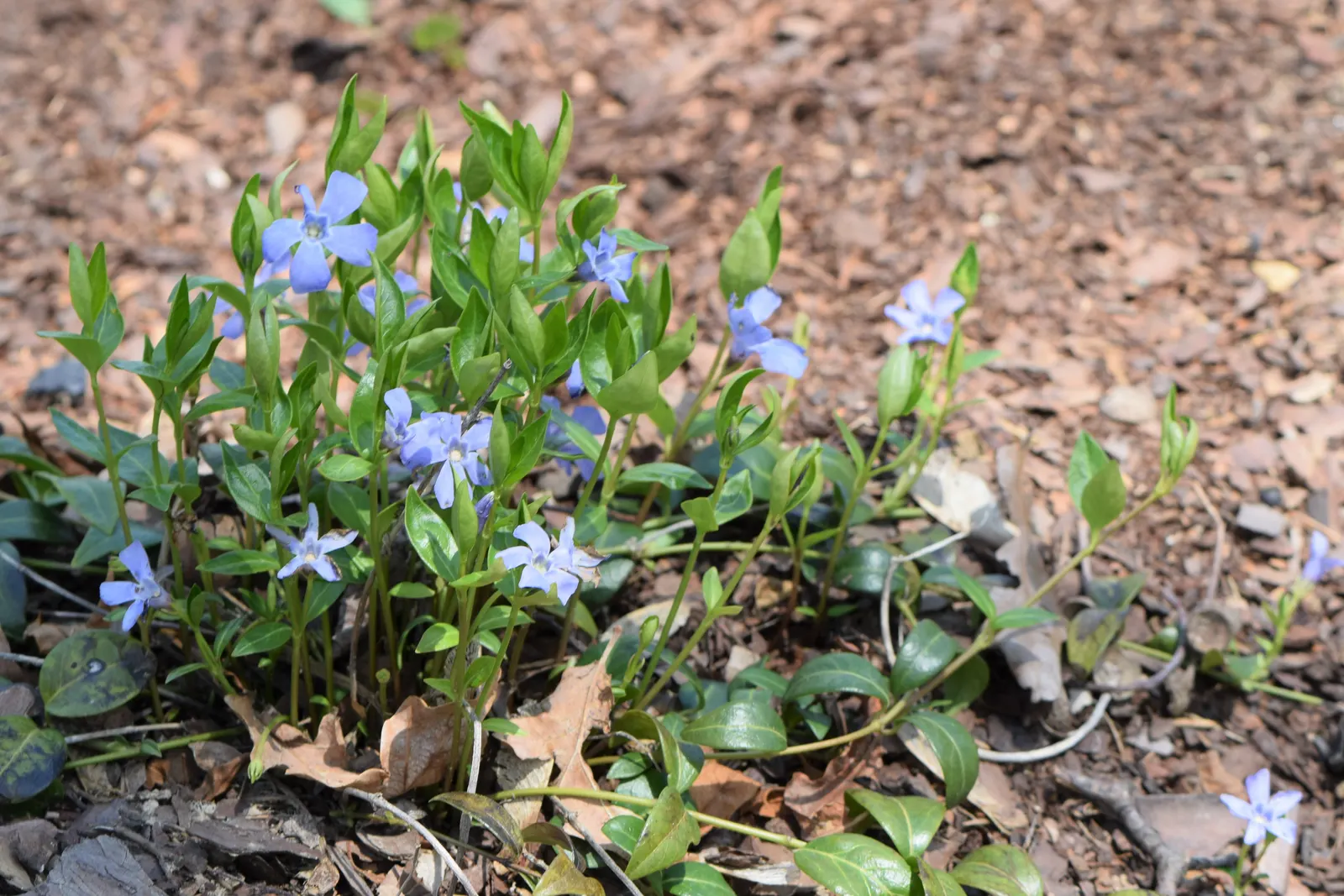 Dwarf Vinca Or Periwinkle (Vinca Minor) — blue flowers in the garden; dark-green leaves and delicate violet-blue flowers