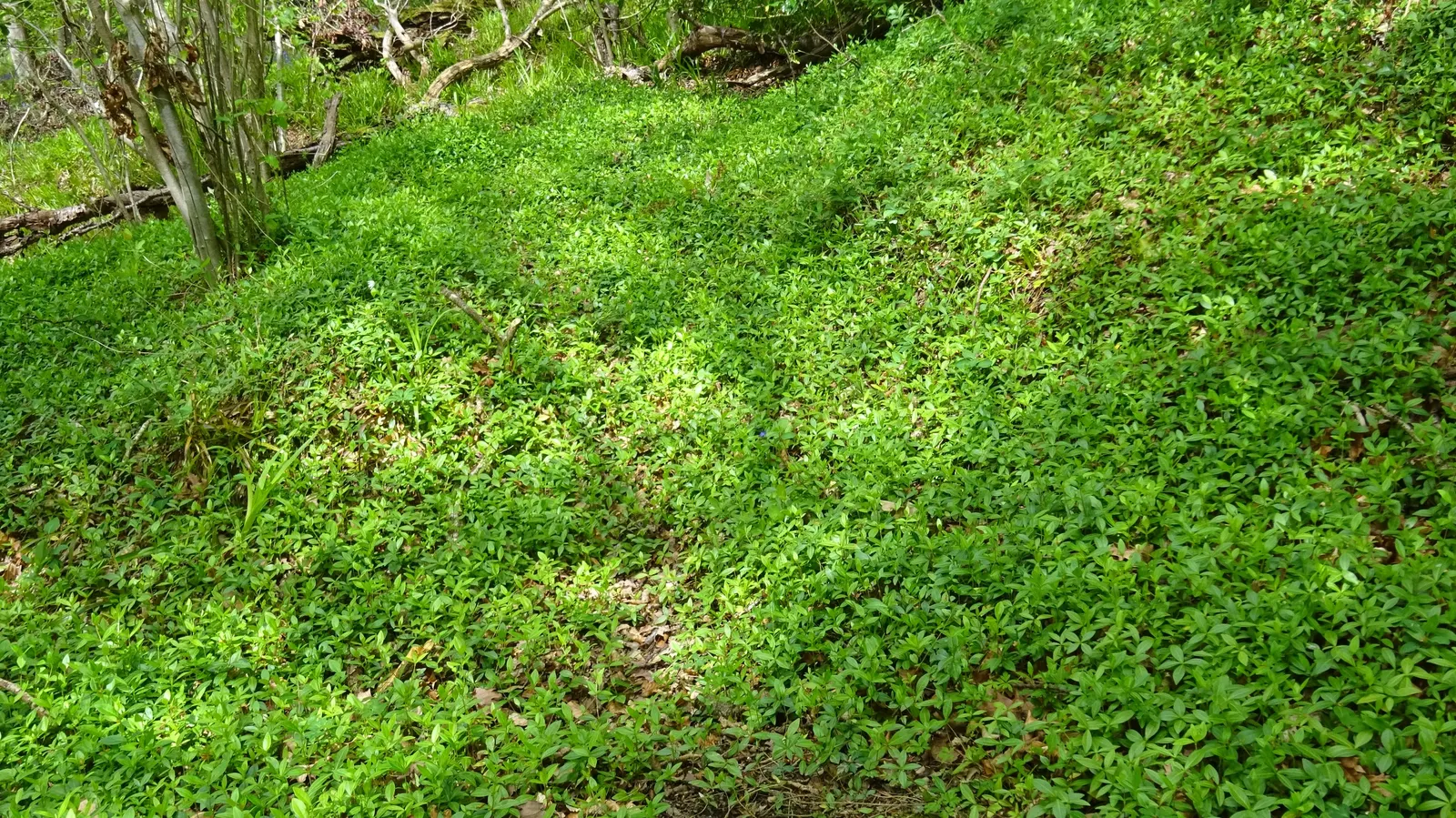 Dwarf Vinca Or Periwinkle (Vinca Minor) — Vinca minor prefers well-drained soil with an acidic to neutral pH and requires minimal fertilization