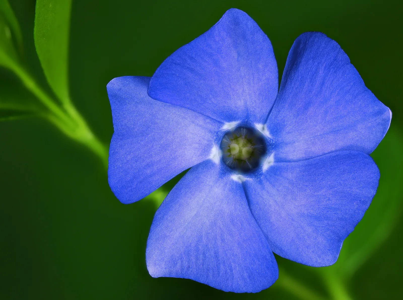 Dwarf Vinca Or Periwinkle (Vinca Minor) — scientifically known as Vinca minor