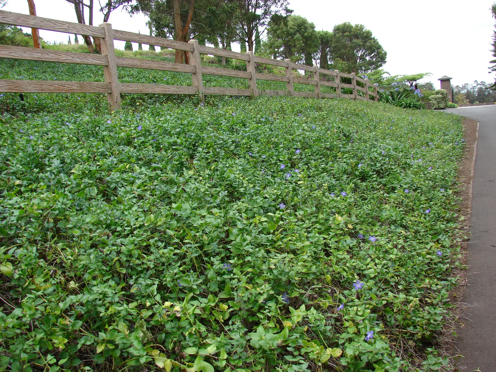 Dwarf Vinca Or Periwinkle (Vinca Minor) — When designing your garden; vinca minor, commonly called Dwarf Periwinkle, is a low-growing evergreen ground cover