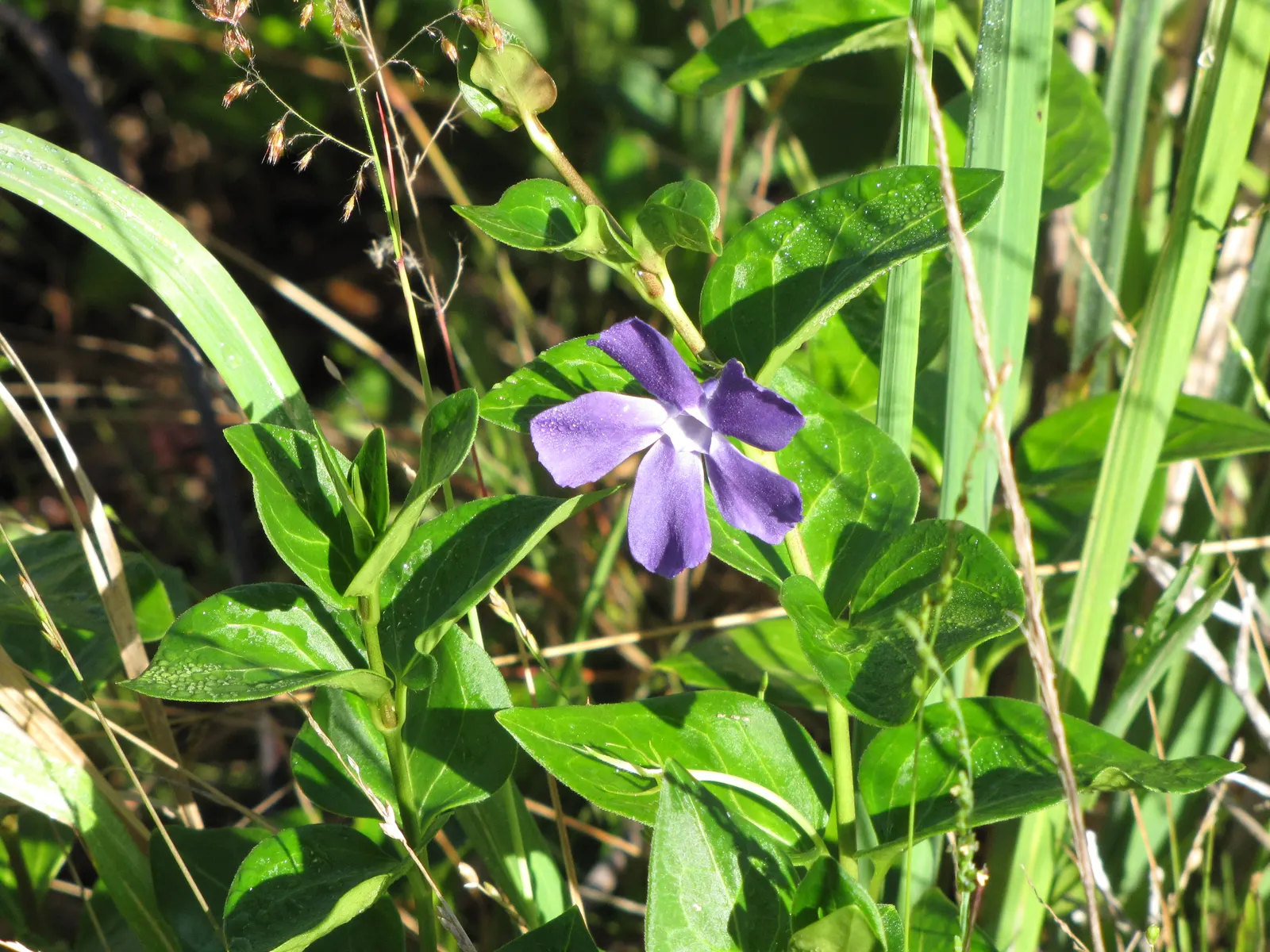 Dwarf Vinca Or Periwinkle (Vinca Minor) — dark-green leaves and delicate violet-blue flowers