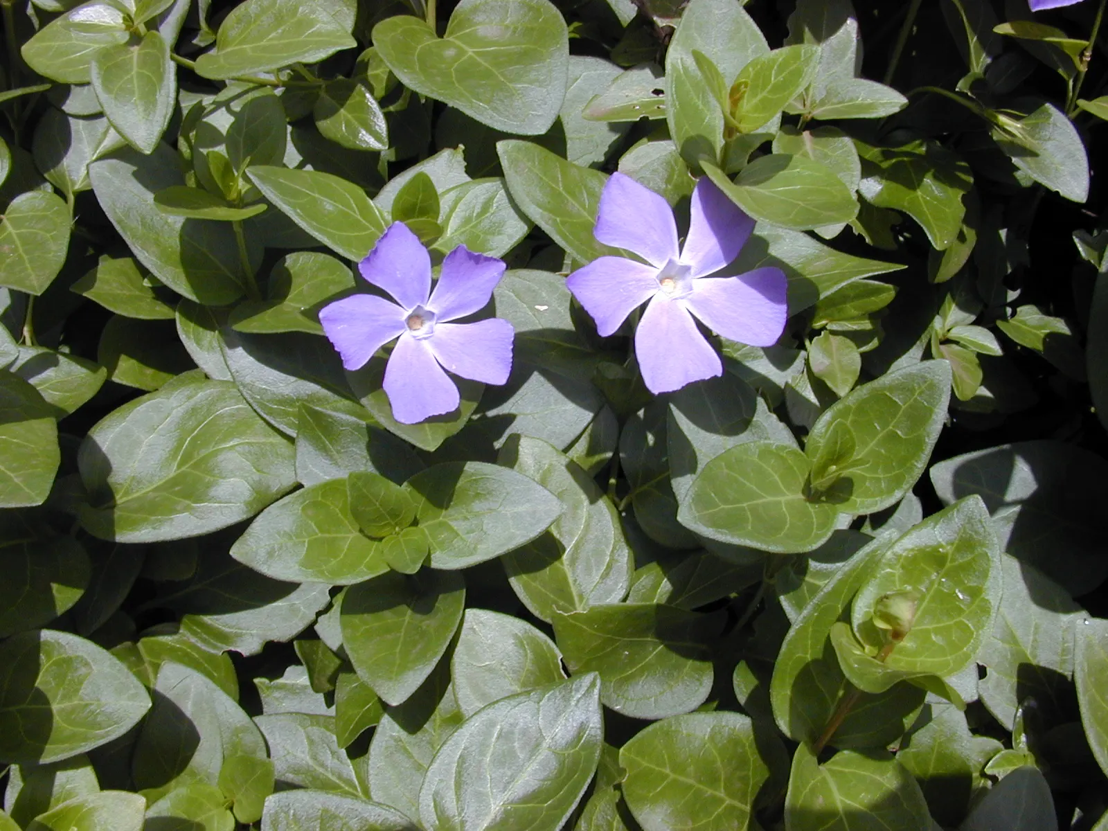 Dwarf Vinca Or Periwinkle (Vinca Minor) — Its dense growth habit and quick spreading nature; it matures to a height of 4-6 inches, with a spread of 18-24 inches