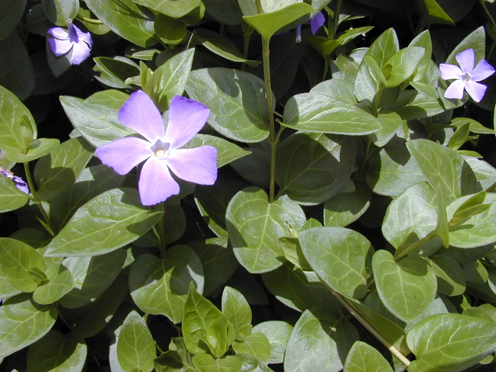 Dwarf Vinca Or Periwinkle (Vinca Minor) — dark-green leaves and delicate violet-blue flowers; its glossy, dark green leaves provide a stunning backdrop for