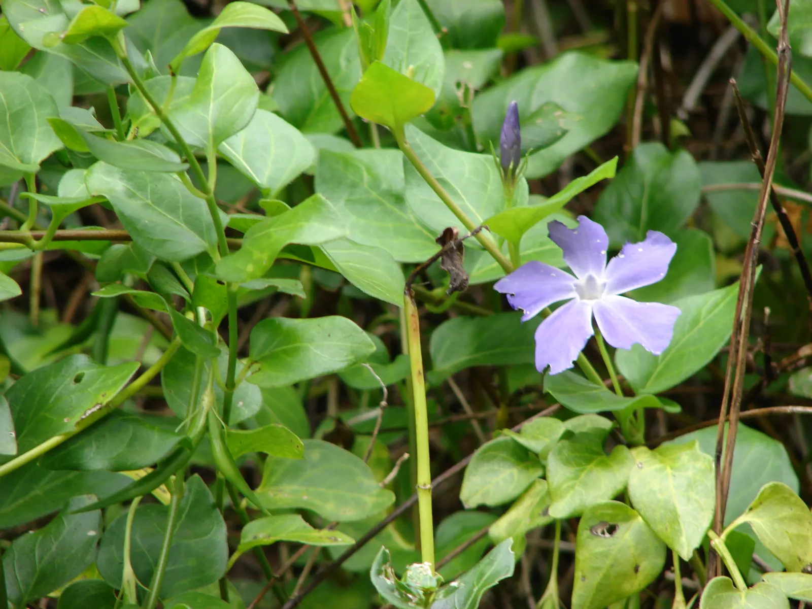 Dwarf Vinca Or Periwinkle (Vinca Minor) — Ideal for erosion control, it also resists deer and is drought-tolerant once established