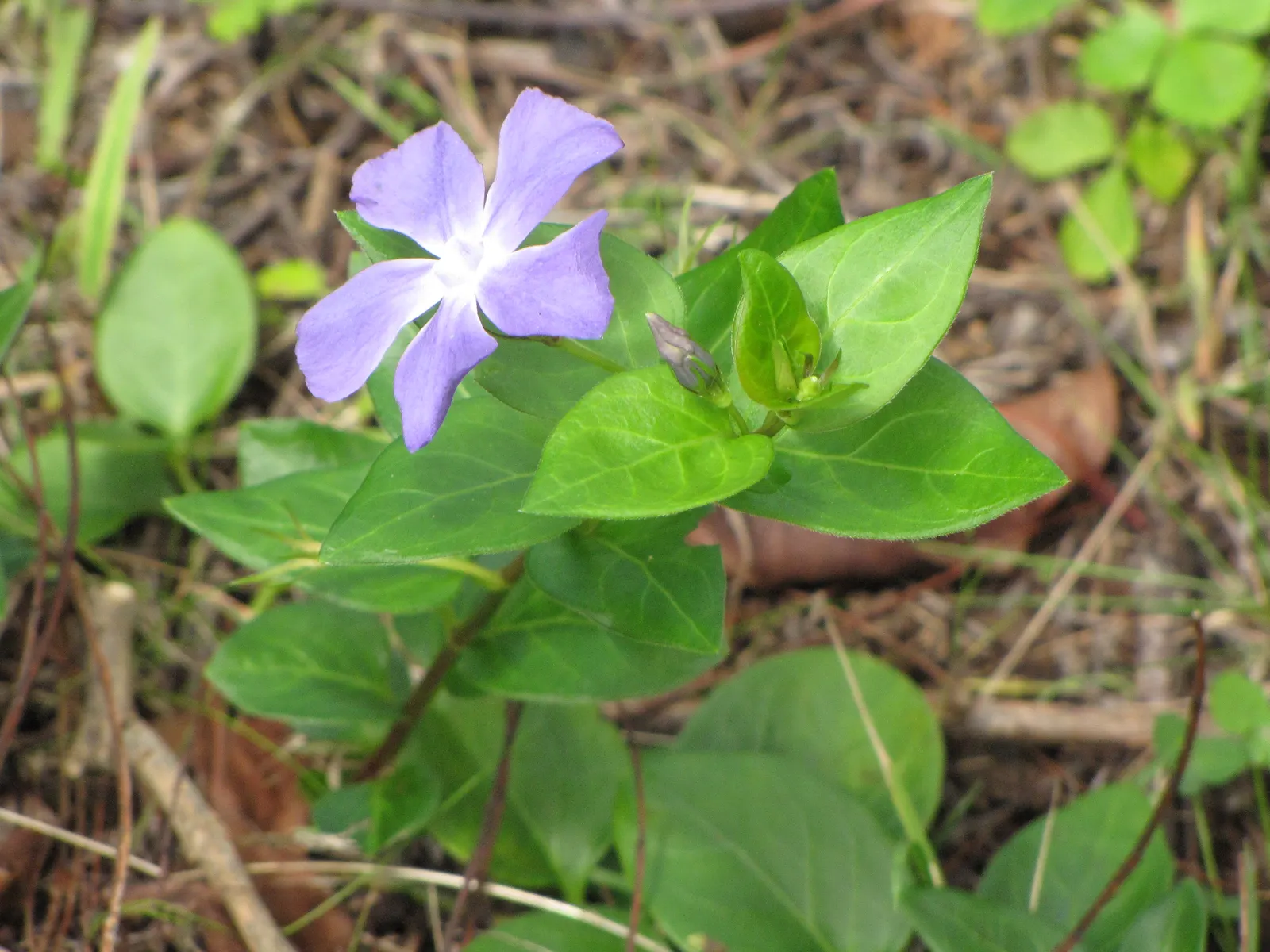 Dwarf Vinca Or Periwinkle (Vinca Minor) — making it suitable for a variety of climate conditions.<br><br>Reaching only 3 to 6 inches in height