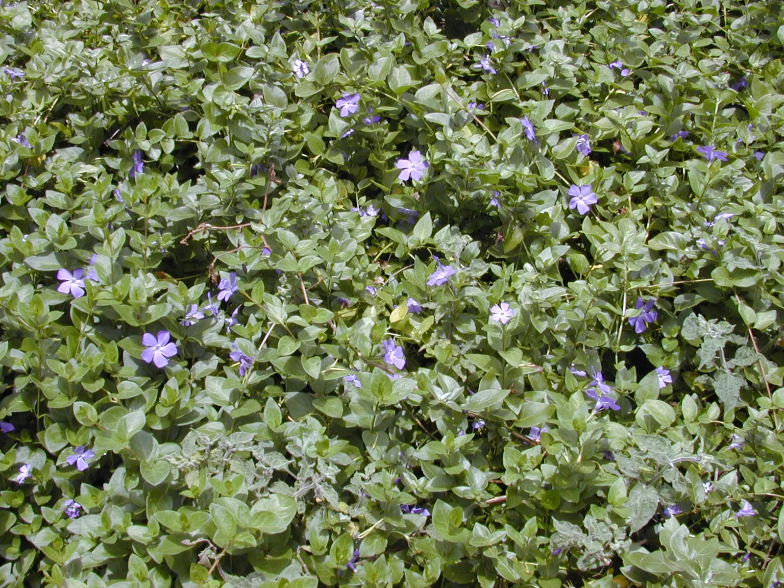 Dwarf Vinca Or Periwinkle (Vinca Minor) — Dwarf Vinca is perfect for filling in shaded areas beneath trees or shrubs; scientifically known as Vinca minor