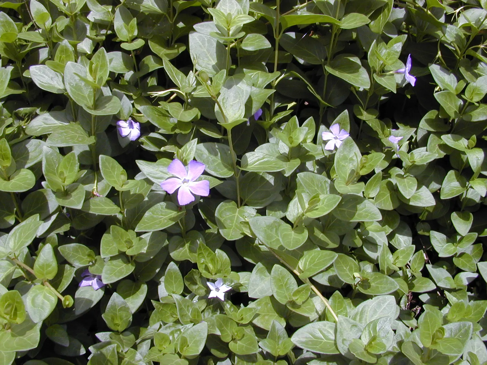 Dwarf Vinca Or Periwinkle (Vinca Minor) — thanks to its long trailing stems that root at the nodes; this low-maintenance plant thrives in USDA Hardiness Zones