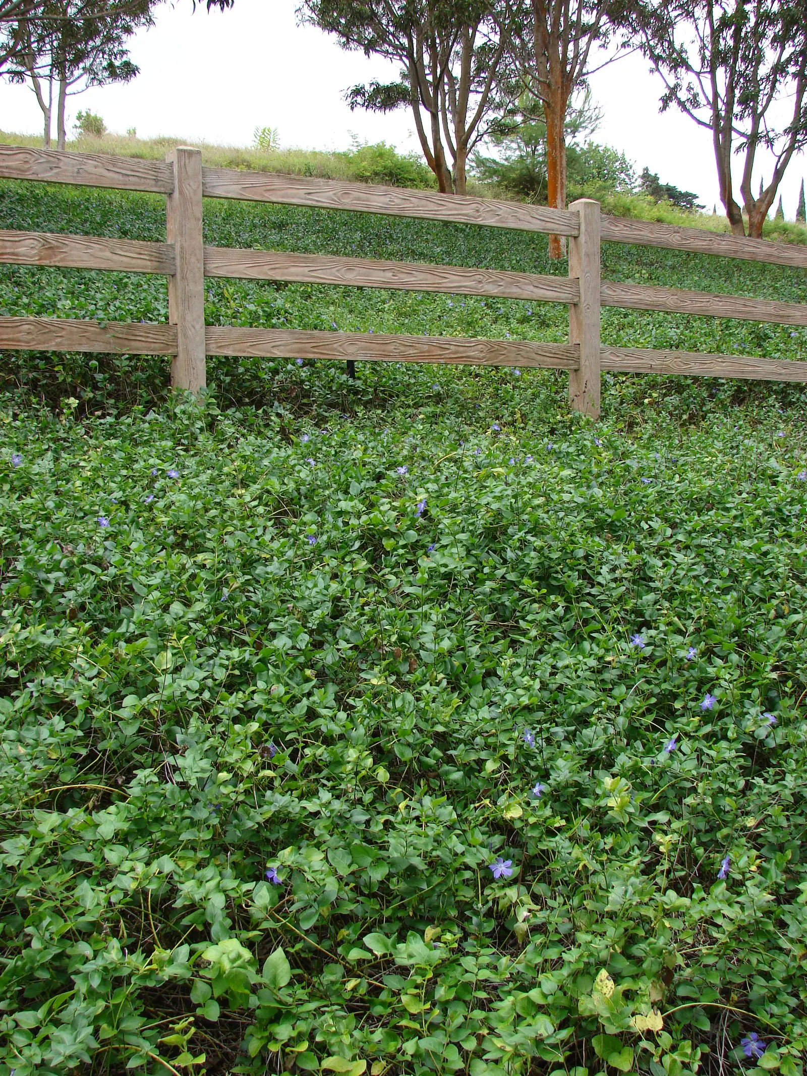 Dwarf Vinca Or Periwinkle (Vinca Minor) — Vinca minor prefers well-drained soil with an acidic to neutral pH and requires minimal fertilization; dwarf Vinca is